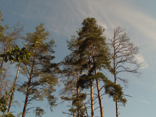 27214 (a): :1024x768